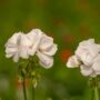 Geranium – Calliope Large White – 8″ Patio Pot